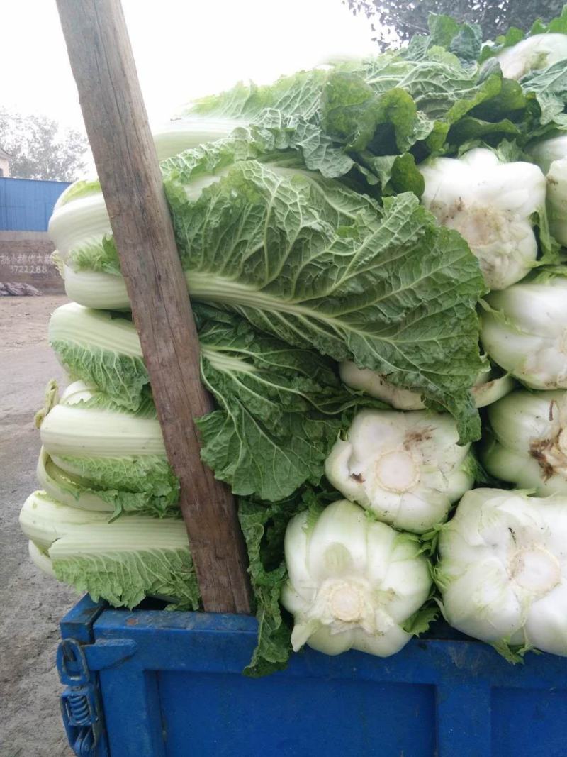保定黄心白菜，下地装，价格透明，公平交易