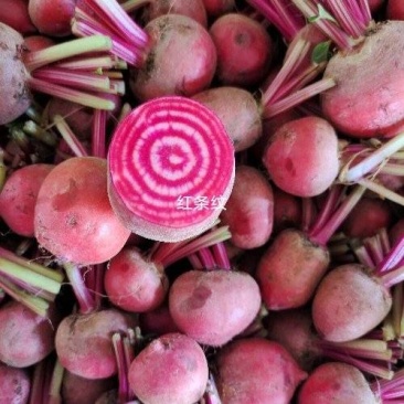 红条纹萝卜大量有货欢迎来电洽谈