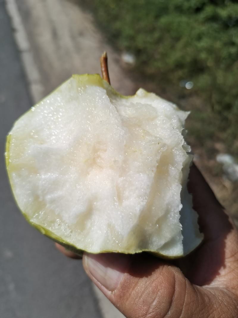 （新鲜直达）甘肃民乐苹果梨果园现摘可视频看货欢迎咨询
