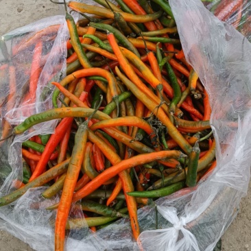 线椒食堂货