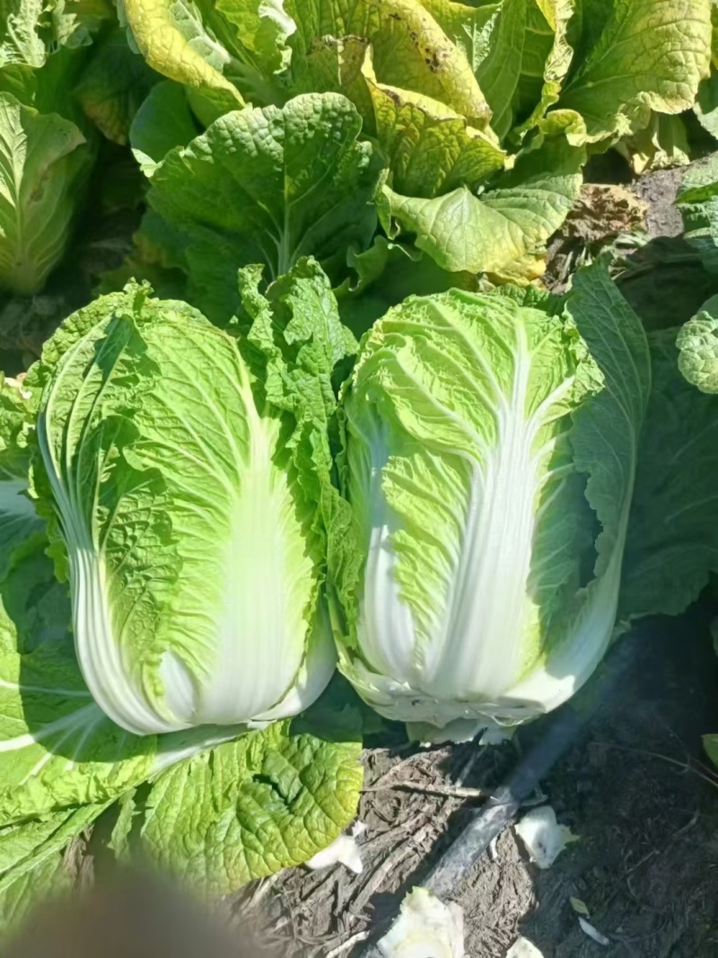 黄心大白菜，开始大量上市，价格不高，大小车随到随装