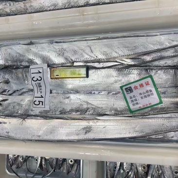 舟山小眼睛白磷带鱼