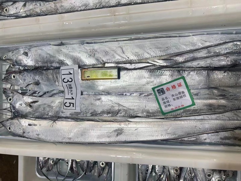 舟山小眼睛白磷带鱼