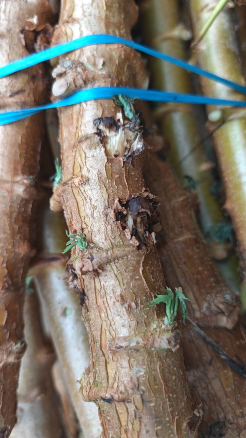 黄肉、白肉木薯种苗