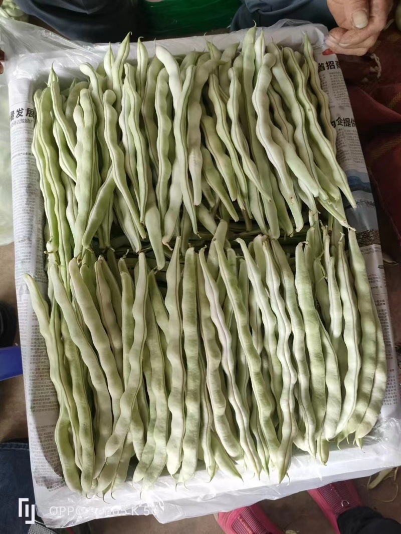 新鲜豆角，北京产地直供，甜脆可口，**特惠！