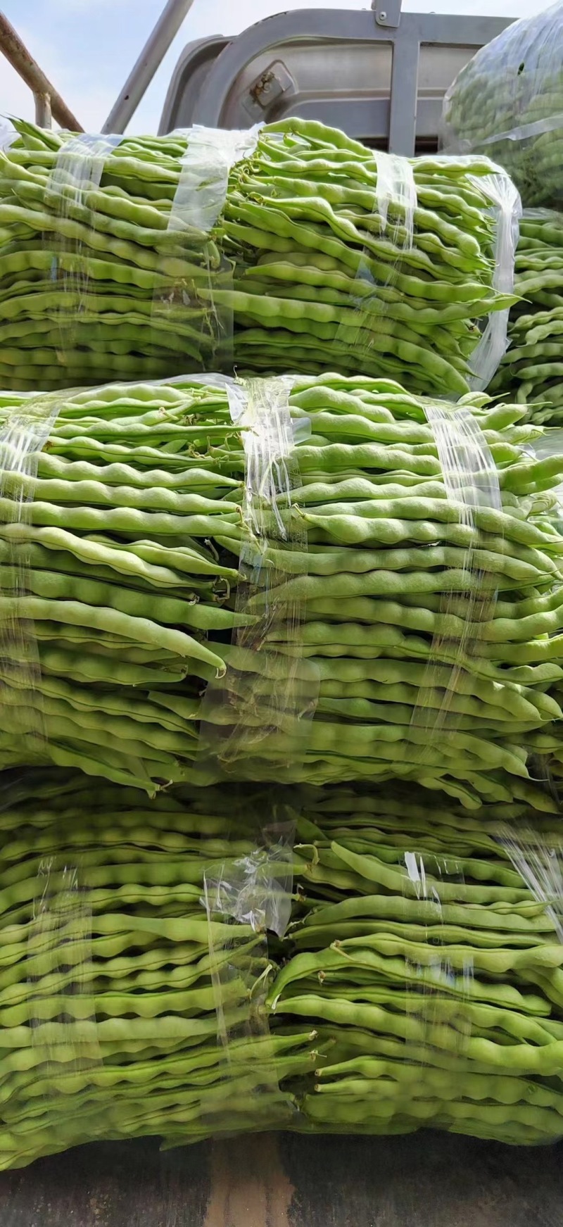 青豆