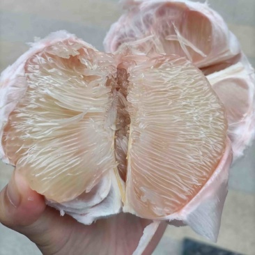福建度尾正宗红心文旦柚