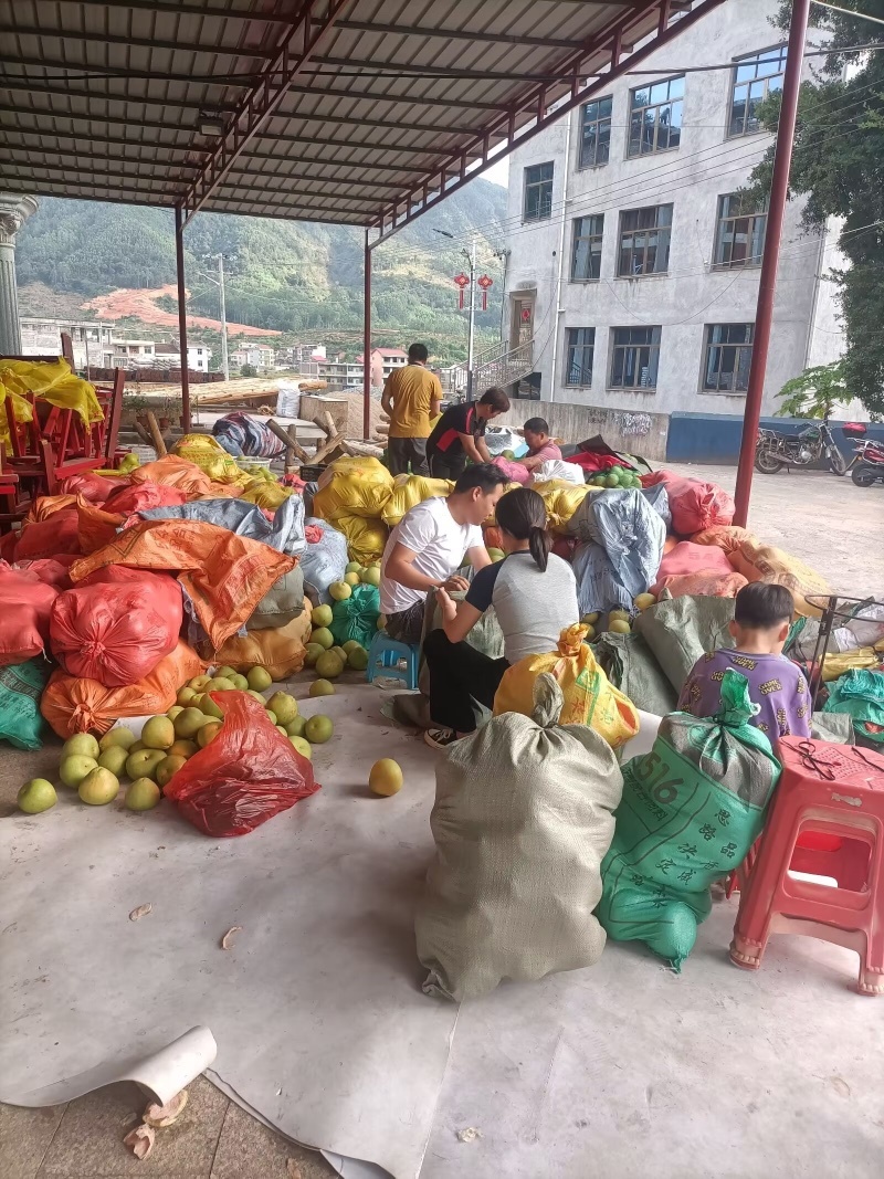 福建度尾正宗红心文旦柚