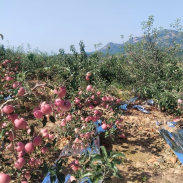 原产地直供高原红富士，提供电商一件代发，社区团购等业务，