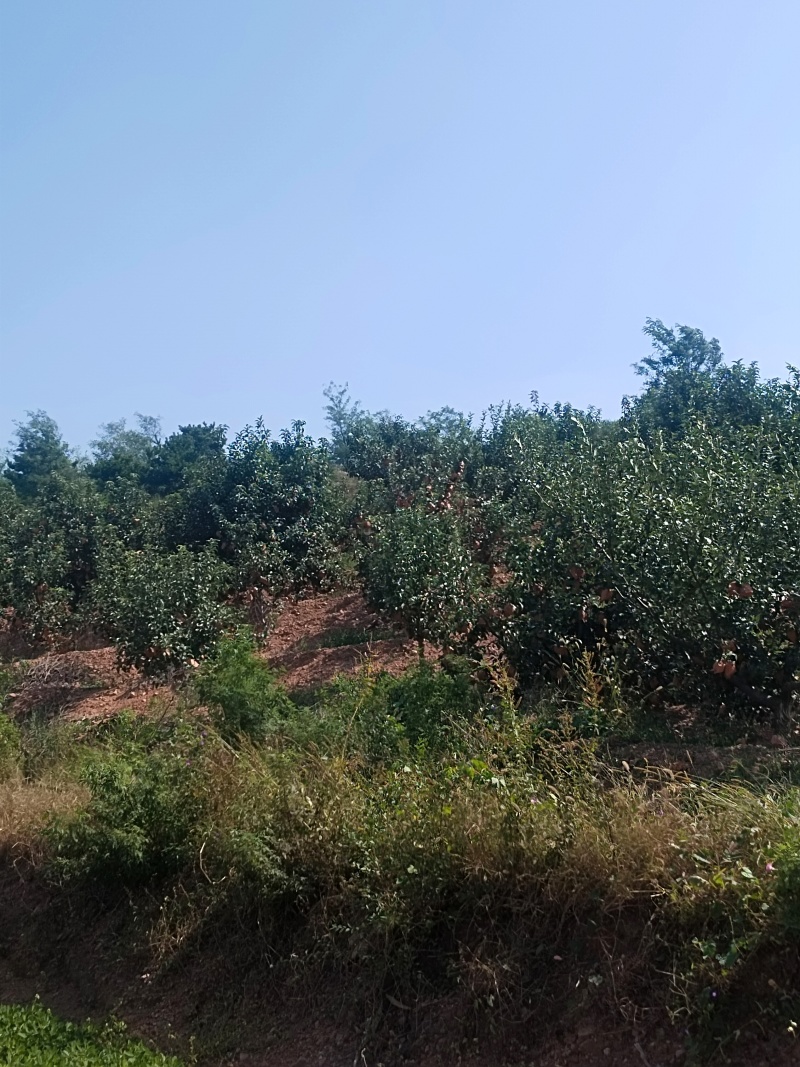 原产地直供高原红富士，提供电商一件代发，社区团购等业务，