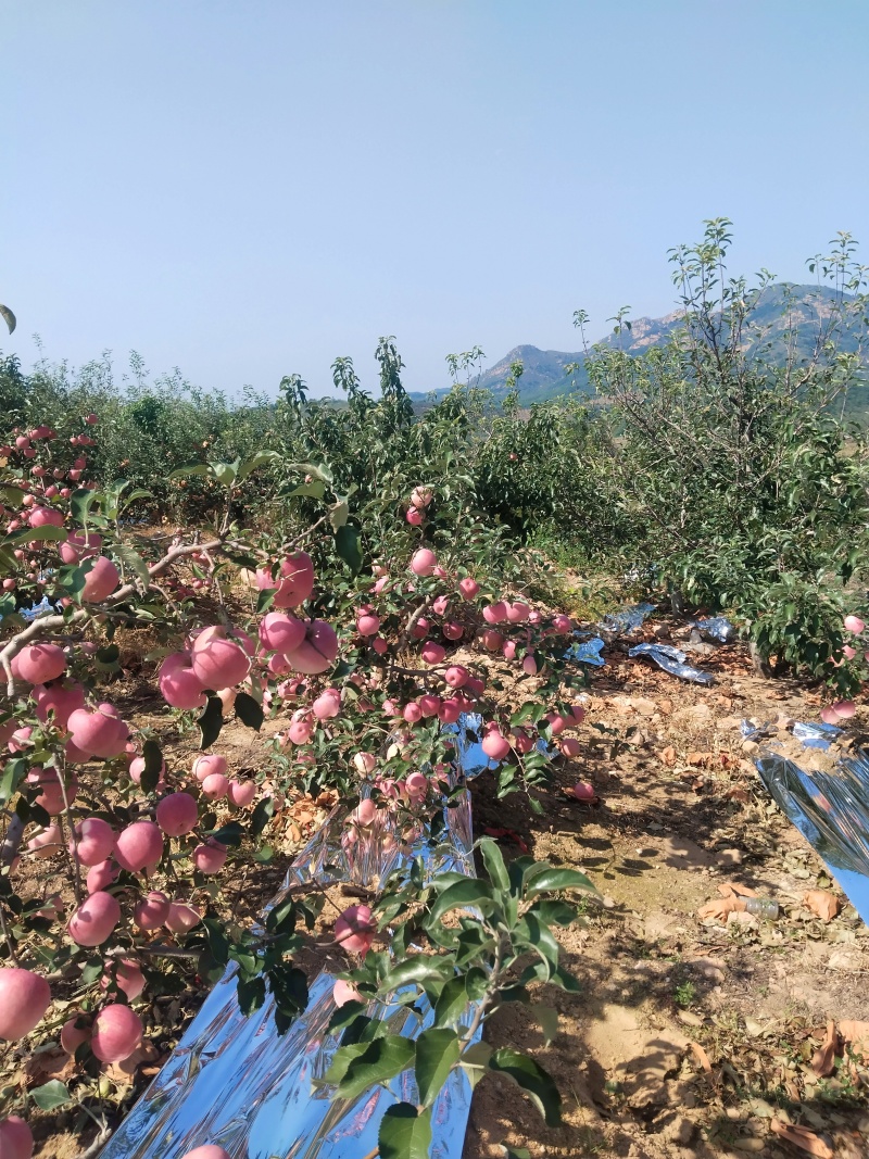 原产地直供高原红富士，提供电商一件代发，社区团购等业务，