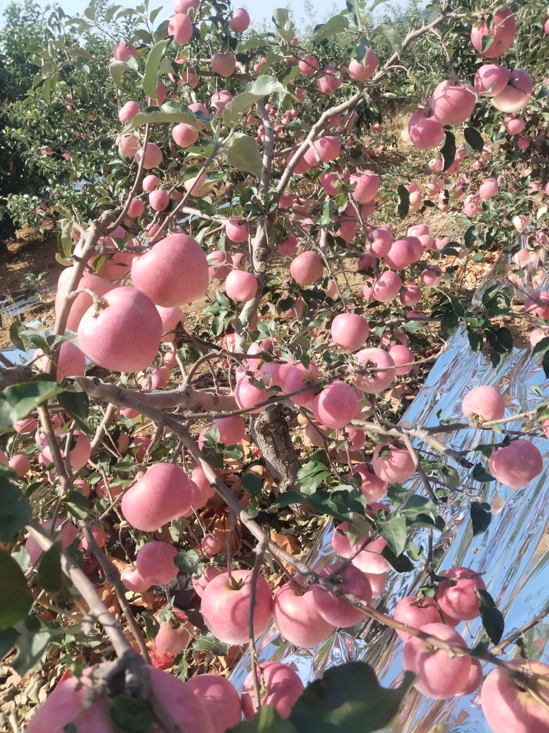 原产地直供高原红富士，提供电商一件代发，社区团购等业务，