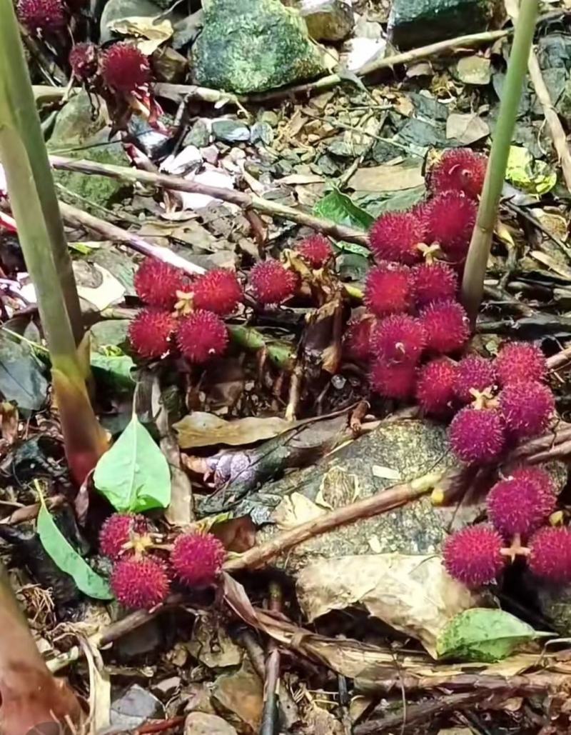 阳春砂仁苗
