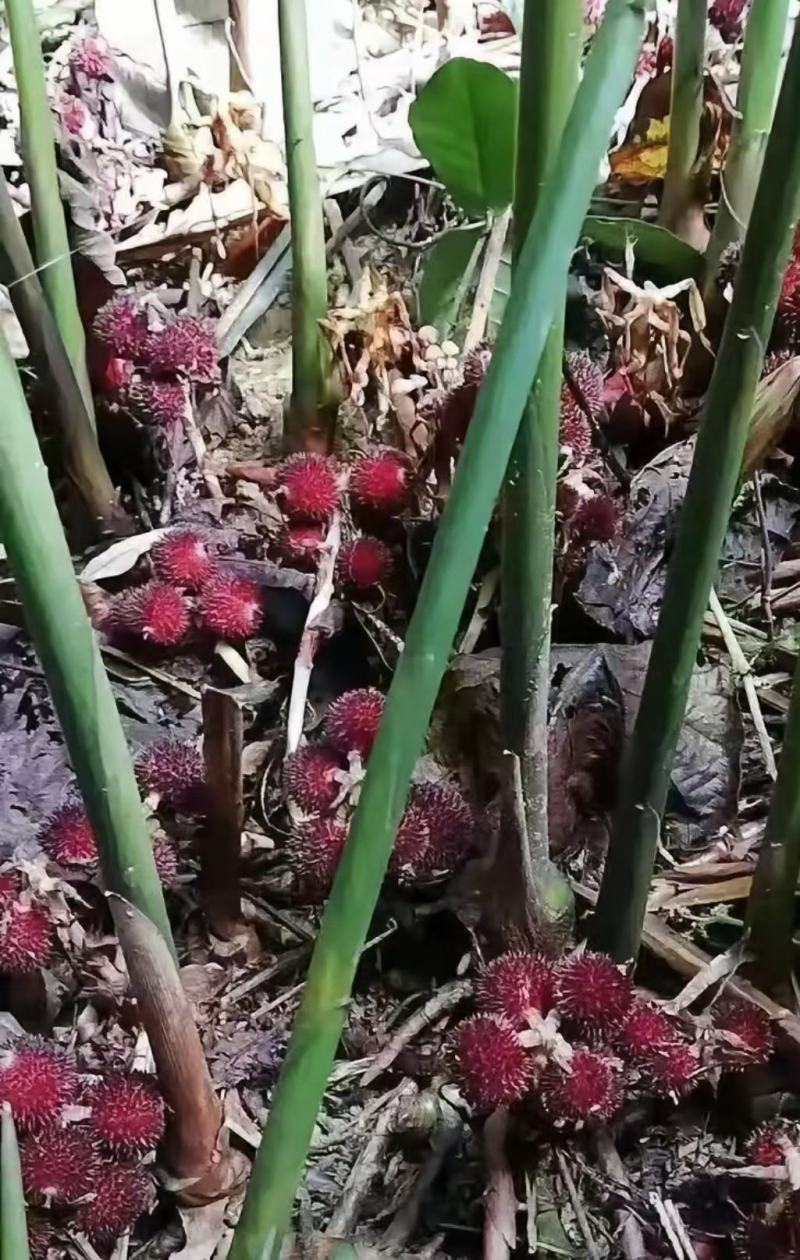 阳春砂仁苗