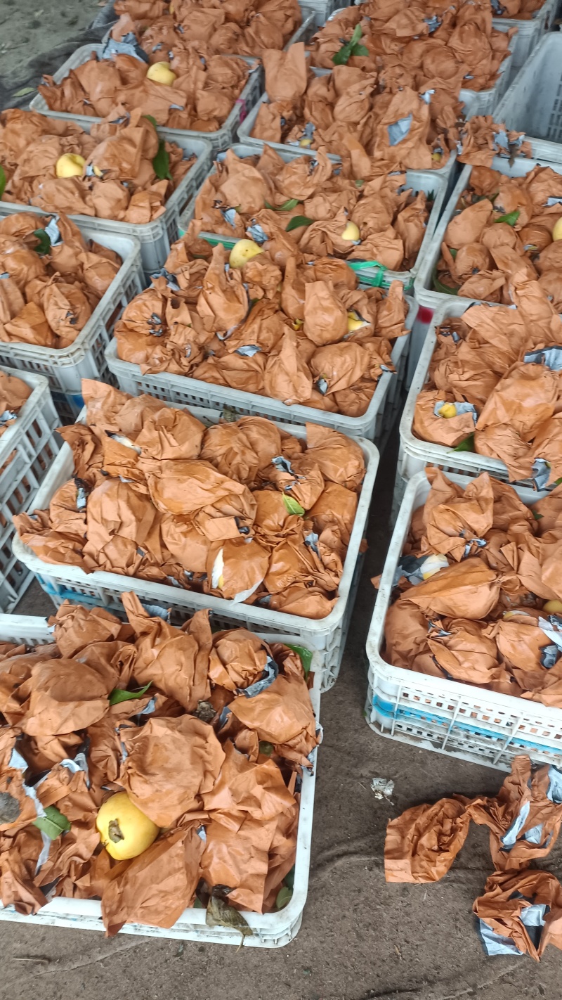 离核甘甜黄油桃