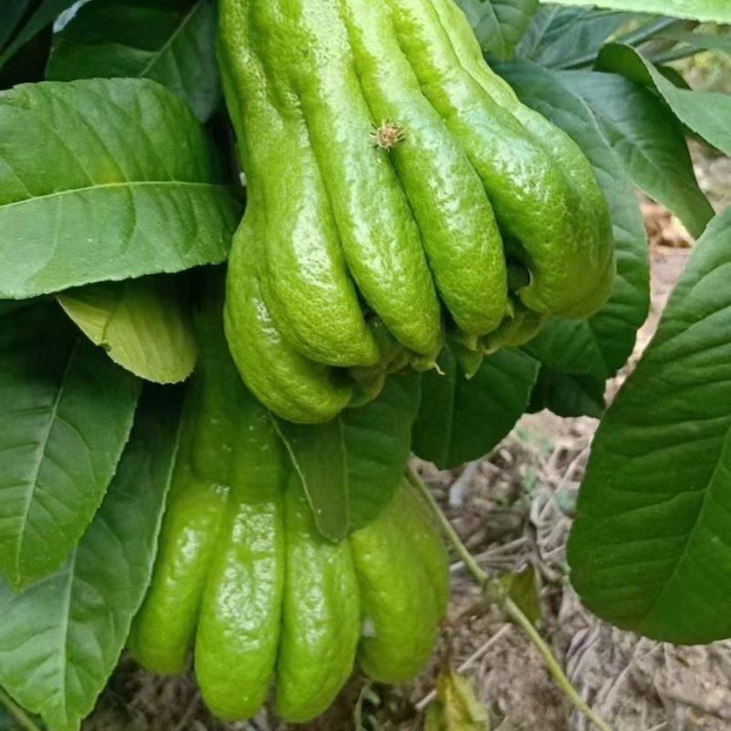 广佛手苗质量保证诚信经营量大从优欢迎咨询