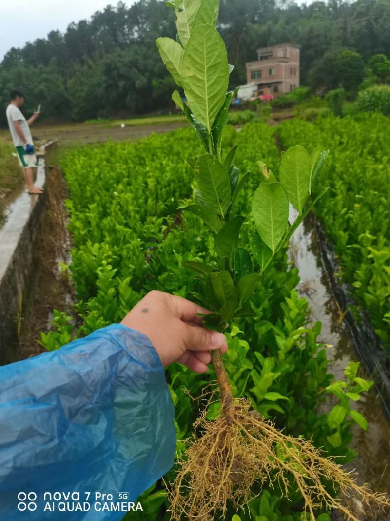 广佛手苗质量保证诚信经营量大从优欢迎咨询
