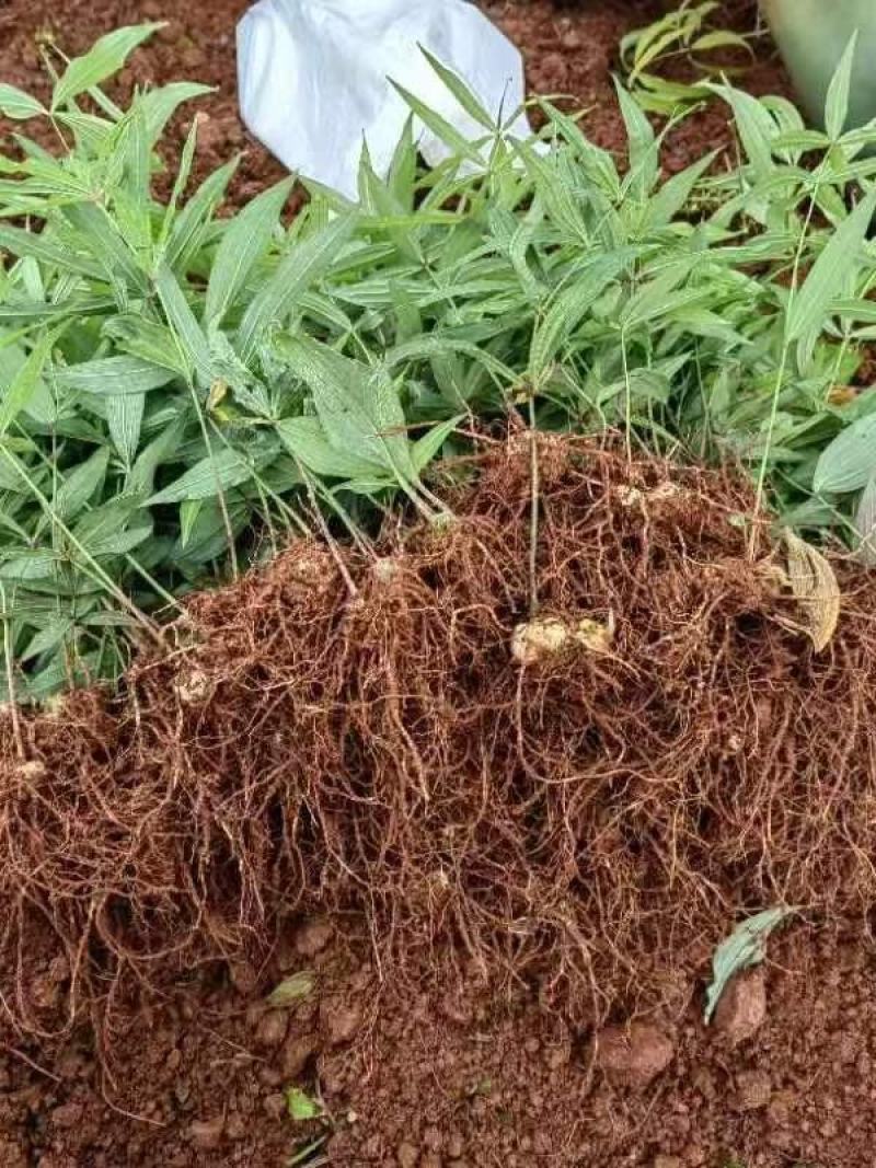 精品黄精种苗量大从优质量保证诚信经营欢迎咨询