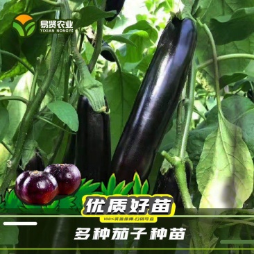 茄子苗嫁接长茄圆茄苗线茄苗烧烤茄苗绿灯泡茄