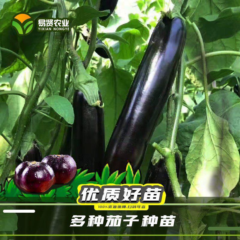 茄子苗嫁接长茄圆茄苗线茄苗烧烤茄苗绿灯泡茄