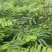 精品橄榄树苗量大从优质量保证诚信经营欢迎咨询