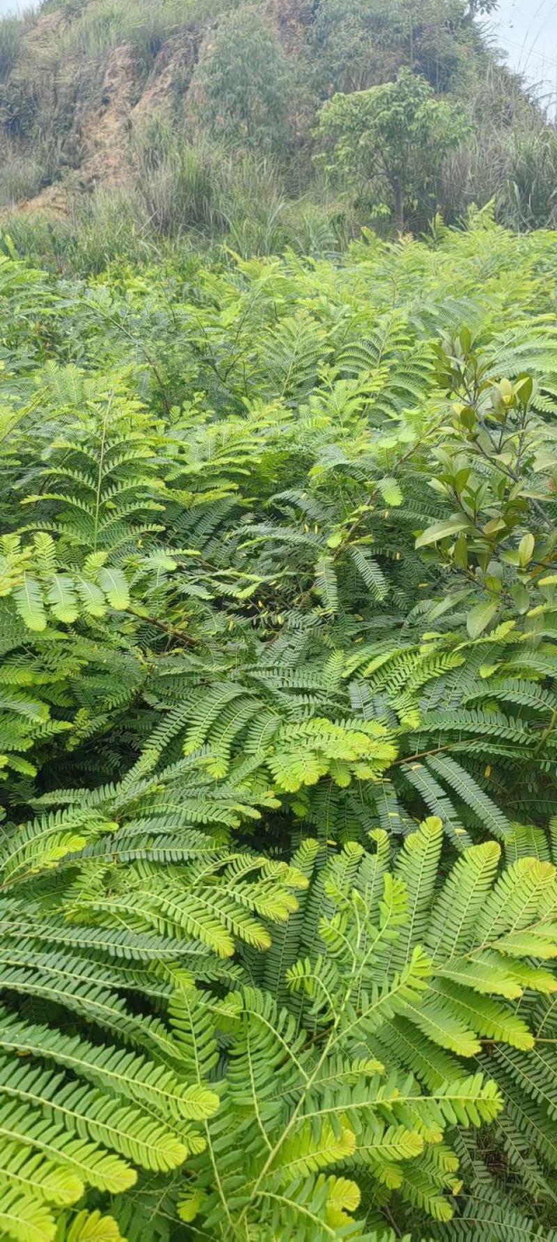 精品橄榄树苗量大从优质量保证诚信经营欢迎咨询