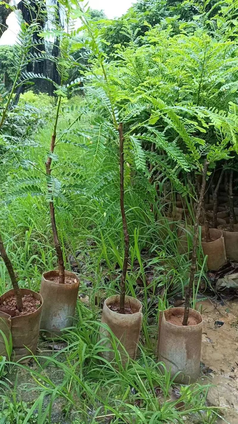 精品橄榄树苗量大从优质量保证诚信经营欢迎咨询