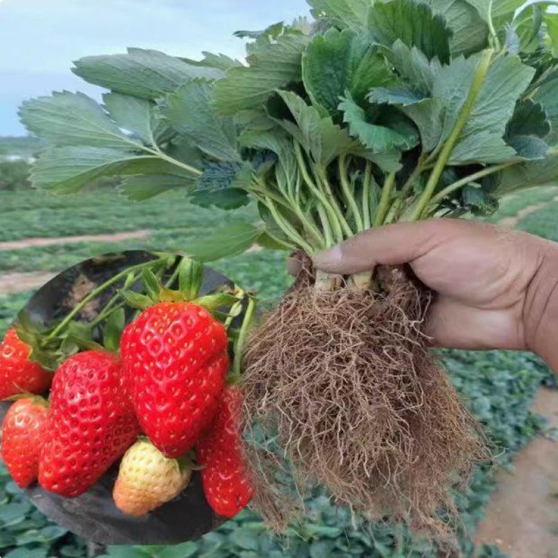 四季脱毒草莓苗盆栽地栽阳台种植果树苗当年结果食用奶油草莓
