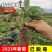四季脱毒草莓苗盆栽地栽阳台种植果树苗当年结果食用奶油草莓