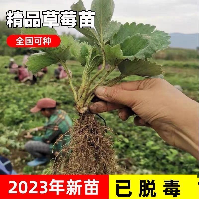 四季脱毒草莓苗盆栽地栽阳台种植果树苗当年结果食用奶油草莓