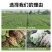四季脱毒草莓苗盆栽地栽阳台种植果树苗当年结果食用奶油草莓