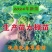 四季脱毒草莓苗盆栽地栽阳台种植果树苗当年结果食用奶油草莓