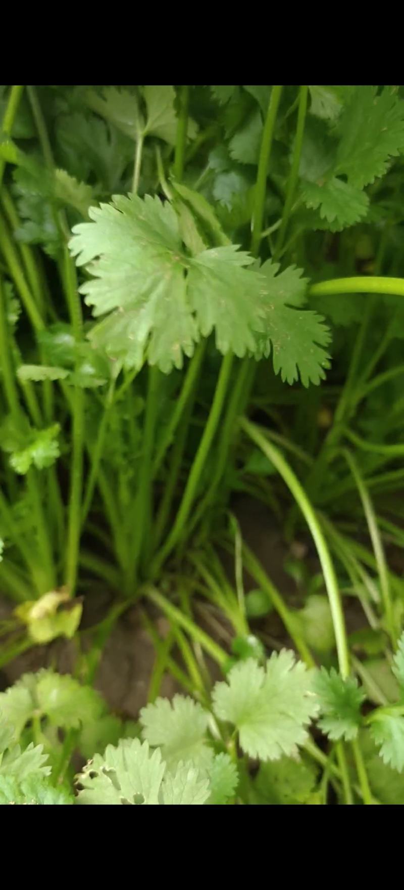 香菜