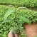 精品木姜子苗量大从优质量保证诚信经营欢迎咨询