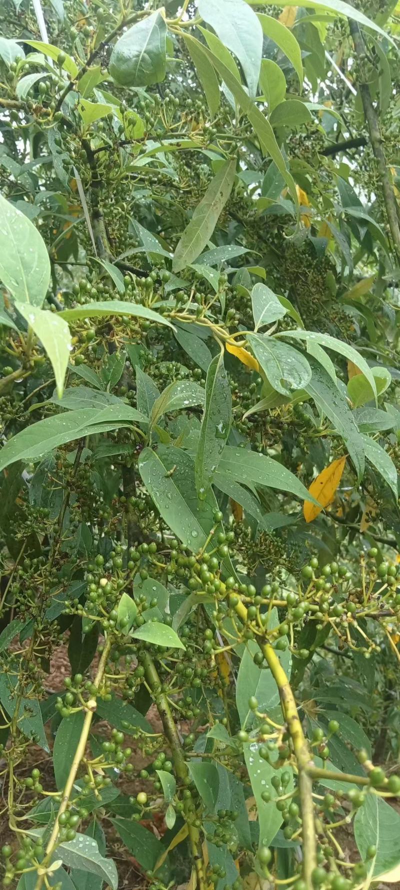 精品木姜子苗量大从优质量保证诚信经营欢迎咨询