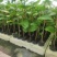 黄金百香果苗钦蜜9号量大从优质量保证诚信经营欢迎咨询