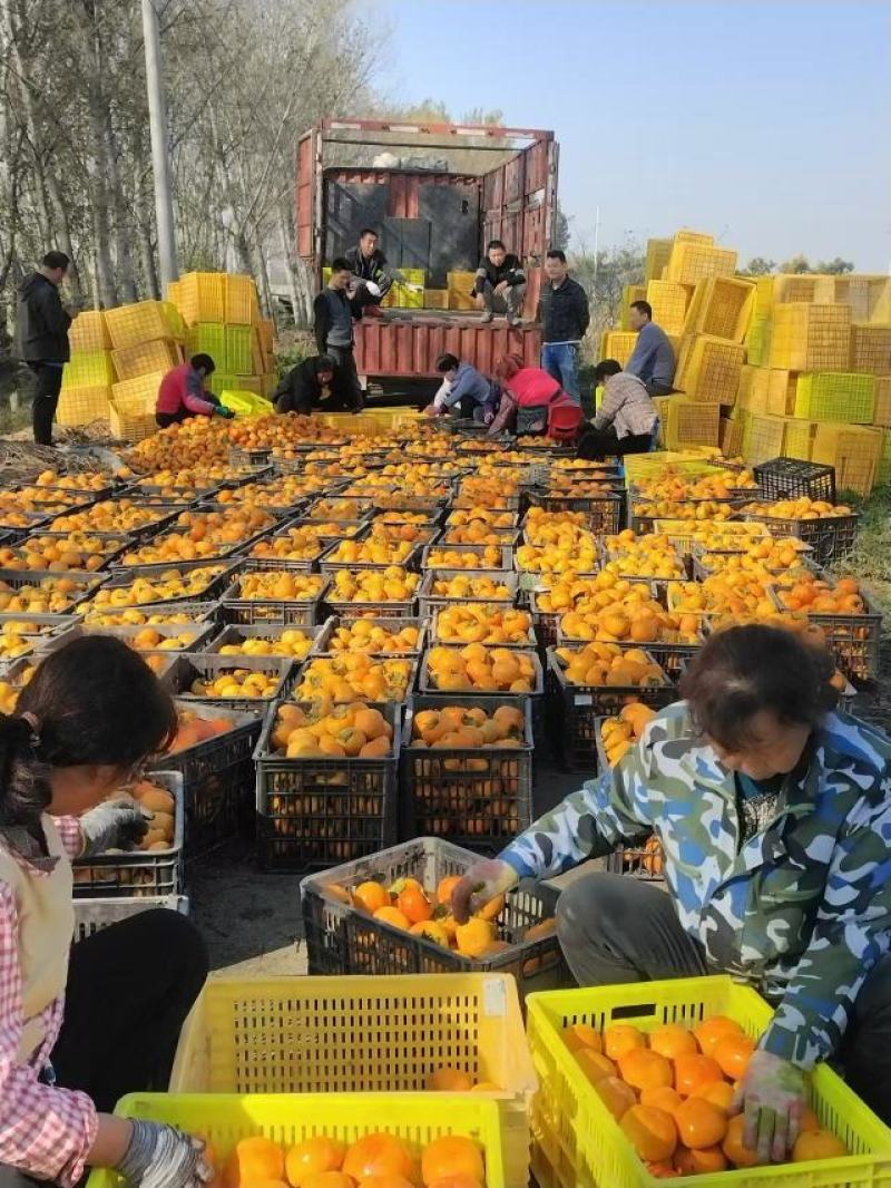 陕西阳丰柿子大量上市产地直发脆甜无核品质保证欢迎来电