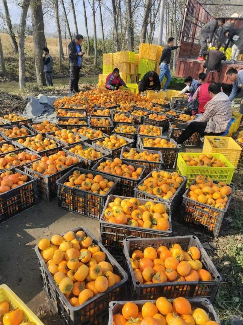 陕西阳丰柿子大量上市产地直发脆甜无核品质保证欢迎来电