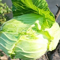 扁包菜！产地直发！货源充足！精品包装！储存加工！欢迎砸单