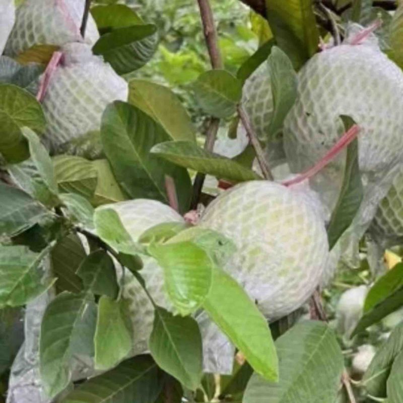 【芭乐】白心现卖现摘万亩种植基地品质保障欢迎采购