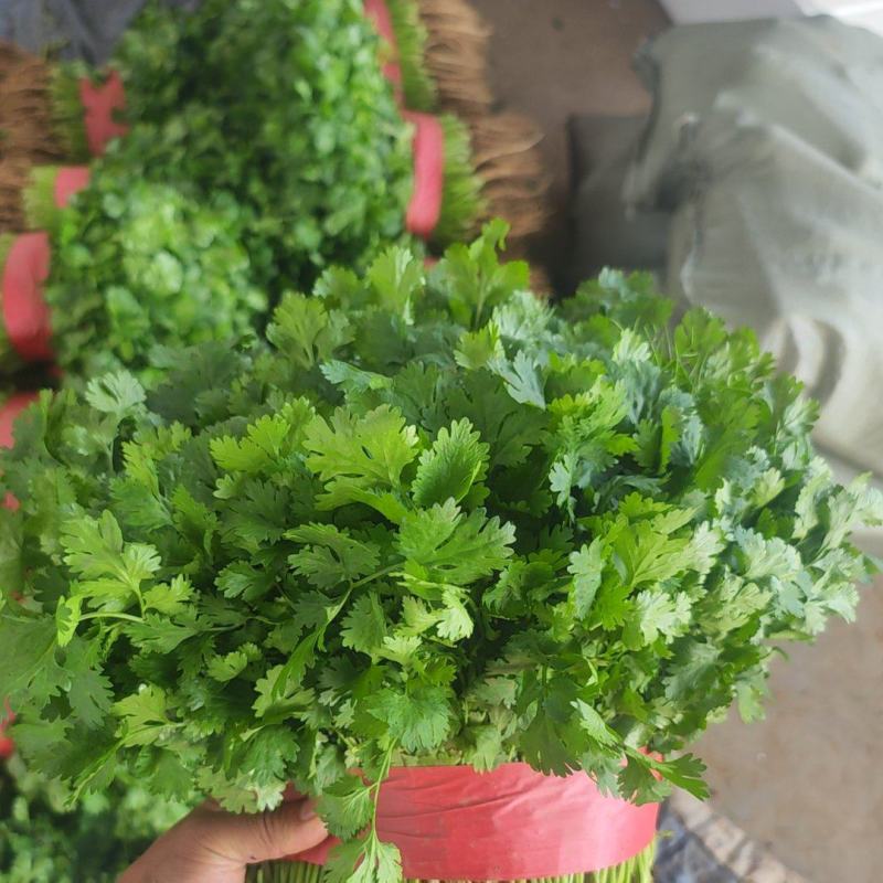 精品香菜