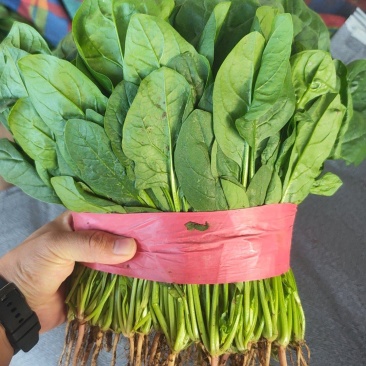 精品菠菜