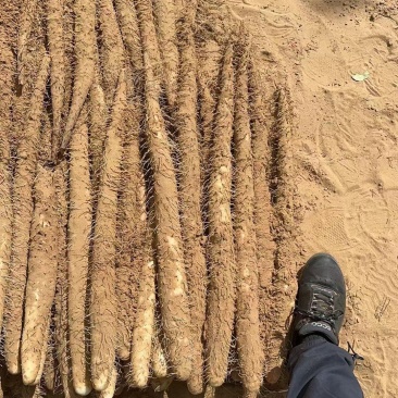榆林白玉山药