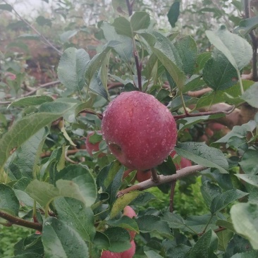 冰糖心丑苹果产地直发品质保证