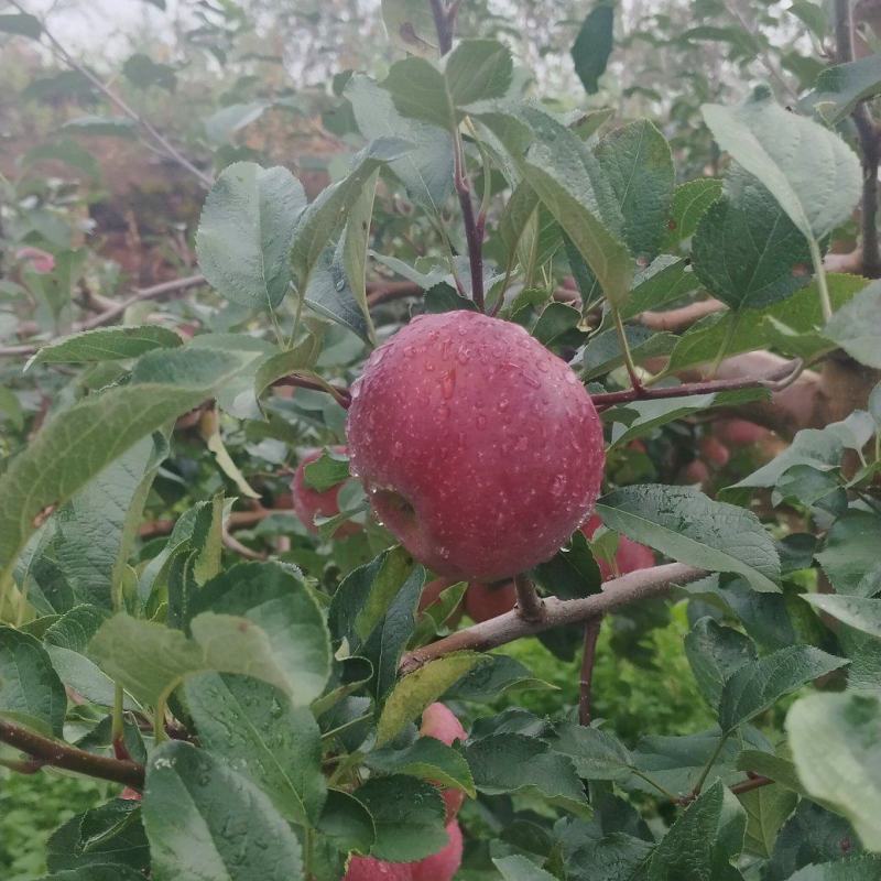 冰糖心丑苹果产地直发品质保证