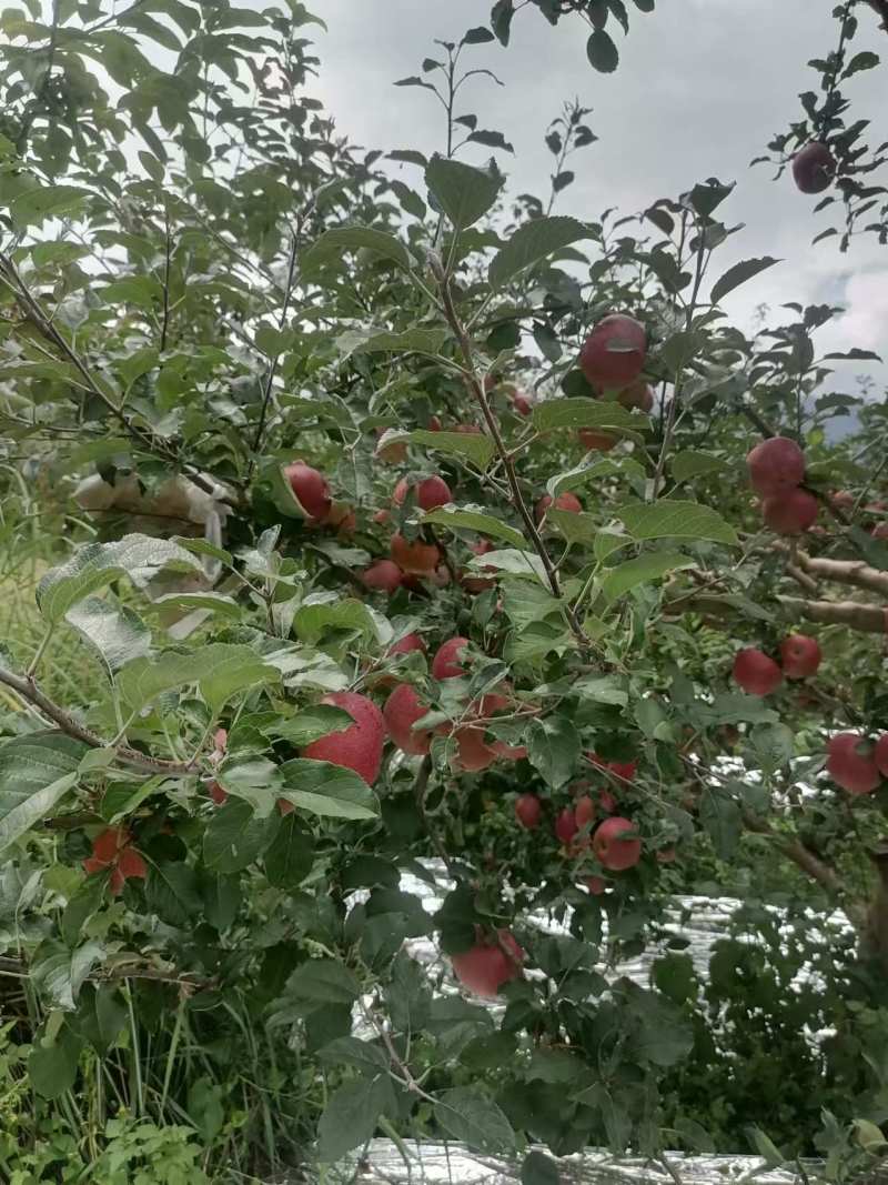 冰糖心丑苹果产地直发品质保证