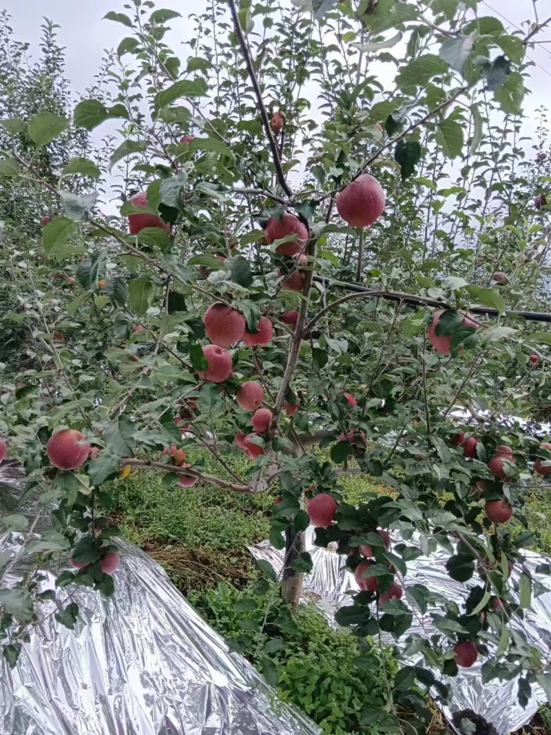 冰糖心丑苹果产地直发品质保证