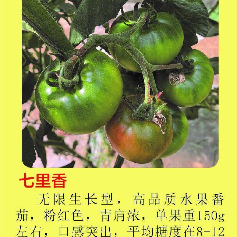 草莓西红柿苗铁皮柿子口感番茄苗绿肩酸甜水果番茄种