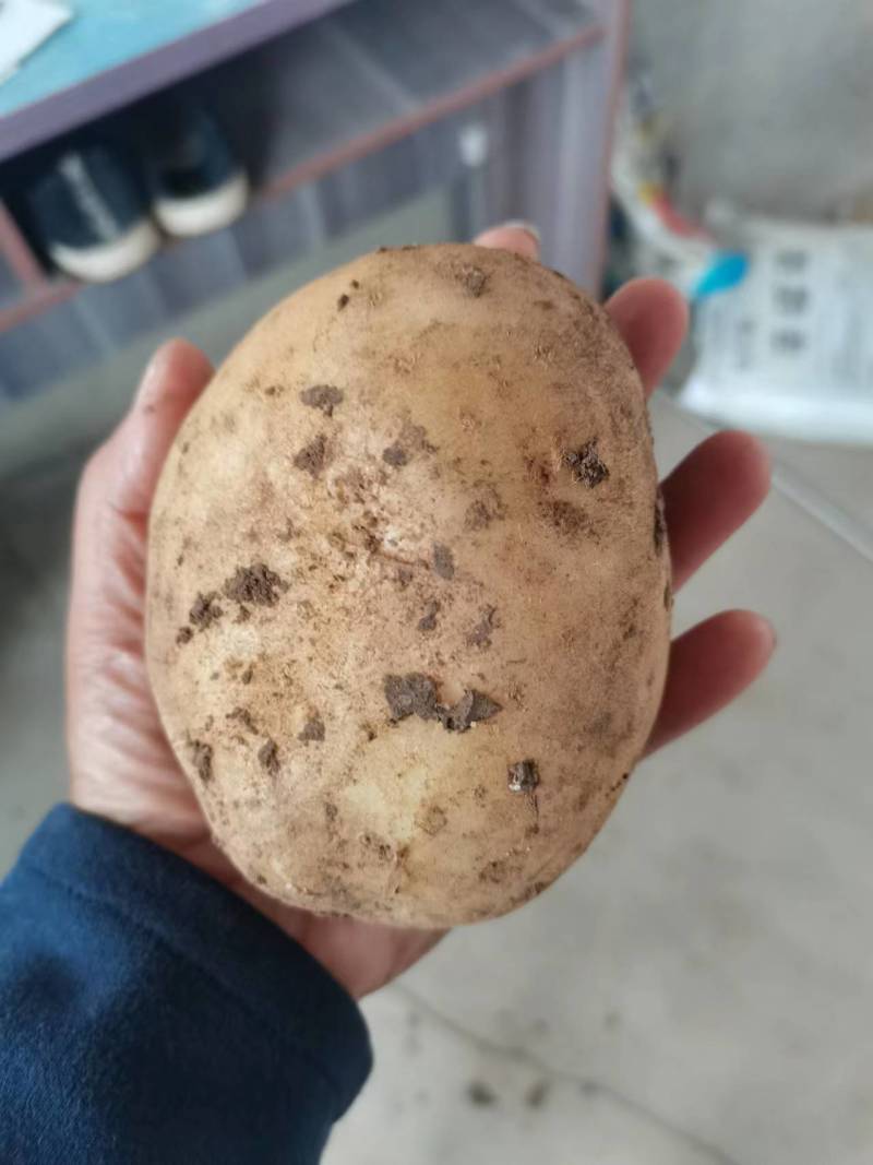 山泉水灌溉人工除草冲有机肥沃土五土豆高品质食材