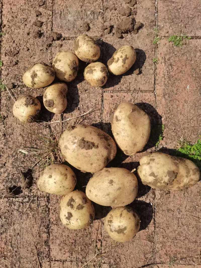 山泉水灌溉人工除草冲有机肥沃土五土豆高品质食材